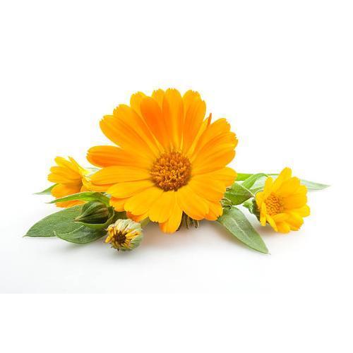 CALENDULA CREMA 10% 50 GR