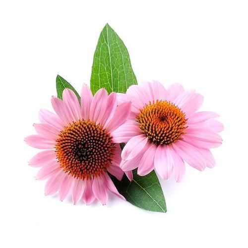 CONCENTRATO DI ECHINACEA COMPOSTA 190GR