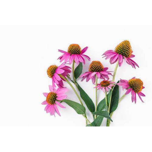 ECHINACEA COMPOSTA 30 CAPSULE